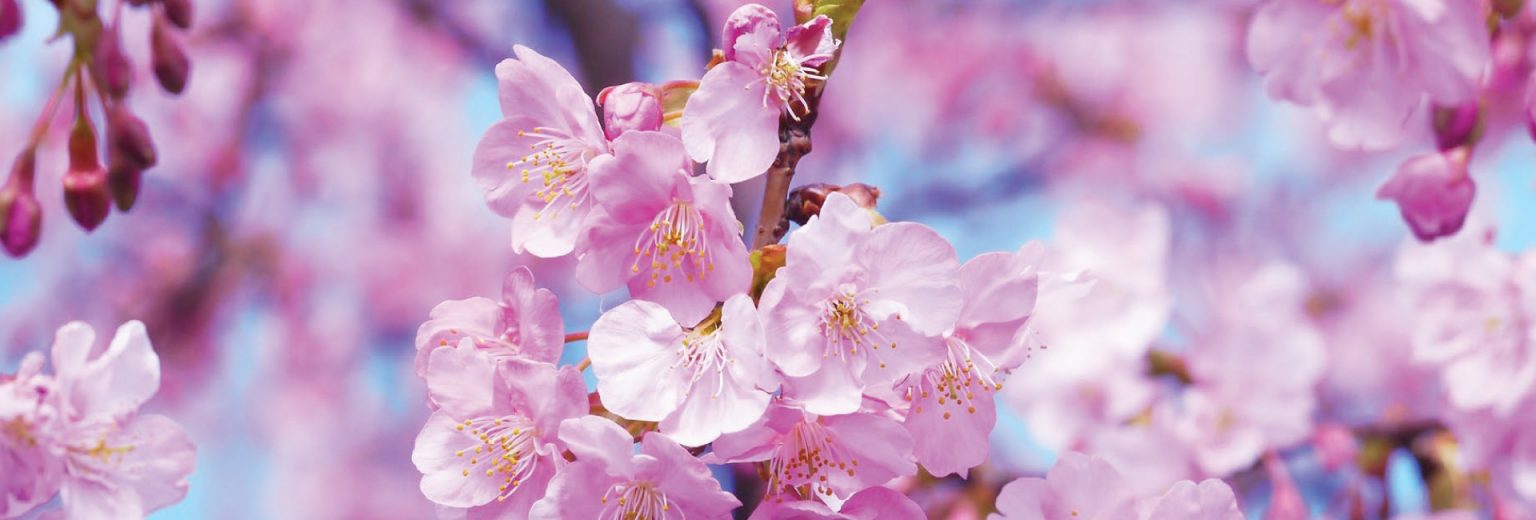 cherry-blossom-in-asia-webbeds