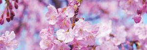 Cherry Blossom in Asia