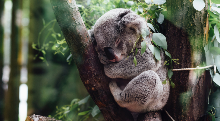 Koala Brisbane
